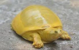 yellow Turtle